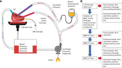 The Effect of Normothermic Machine Perfusion on the Immune Profile of Donor Liver